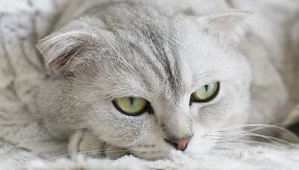 开云APP-RB莱比锡新赛季冲击冠军，rb莱比锡转会