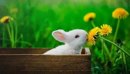 下载开云-UFC中国赛开战，李景亮TKO终结对手引发热议，李景亮ufc2021